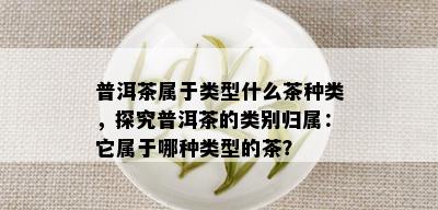 普洱茶属于类型什么茶种类，探究普洱茶的类别归属：它属于哪种类型的茶？