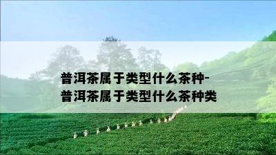 普洱茶属于类型什么茶种-普洱茶属于类型什么茶种类