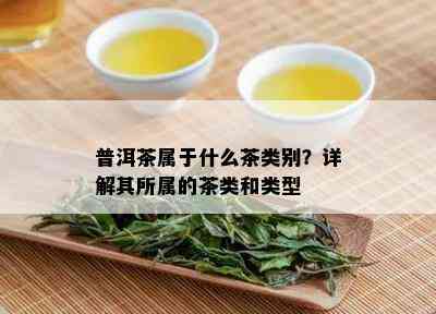 普洱茶属于什么茶类别？详解其所属的茶类和类型