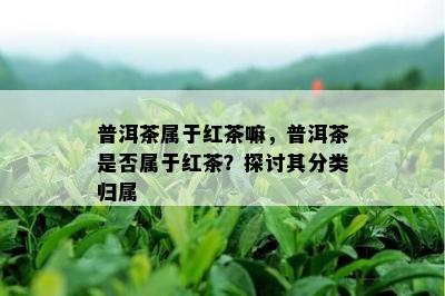 普洱茶属于红茶嘛，普洱茶是否属于红茶？探讨其分类归属