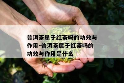 普洱茶属于红茶吗的功效与作用-普洱茶属于红茶吗的功效与作用是什么