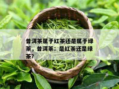 普洱茶属于红茶还是属于绿茶，普洱茶：是红茶还是绿茶？