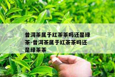 普洱茶属于红茶茶吗还是绿茶-普洱茶属于红茶茶吗还是绿茶茶