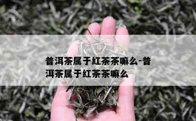 普洱茶属于红茶茶嘛么-普洱茶属于红茶茶嘛么