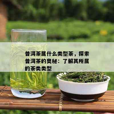 普洱茶属什么类型茶，探索普洱茶的奥秘：了解其所属的茶类类型