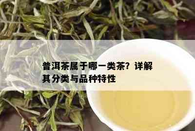 普洱茶属于哪一类茶？详解其分类与品种特性