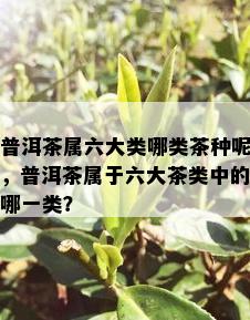 普洱茶属六大类哪类茶种呢，普洱茶属于六大茶类中的哪一类？