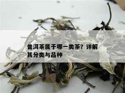 普洱茶属于哪一类茶？详解其分类与品种