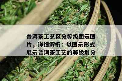 普洱茶工艺区分等级图示图片，详细解析：以图示形式展示普洱茶工艺的等级划分