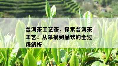 普洱茶工艺茶，探索普洱茶工艺：从采摘到品饮的全过程解析