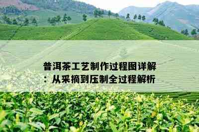 普洱茶工艺制作过程图详解：从采摘到压制全过程解析