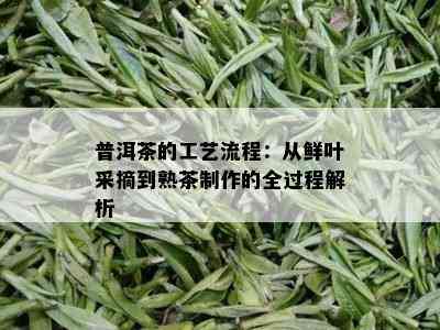 普洱茶的工艺流程：从鲜叶采摘到熟茶制作的全过程解析