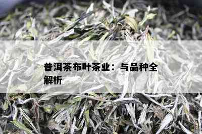 普洱茶布叶茶业：与品种全解析