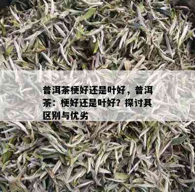 普洱茶梗好还是叶好，普洱茶：梗好还是叶好？探讨其区别与优劣