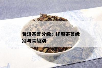 普洱茶菁分级：详解茶菁级别与青级别