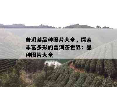 普洱茶品种图片大全，探索丰富多彩的普洱茶世界：品种图片大全