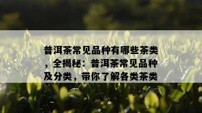 普洱茶常见品种有哪些茶类，全揭秘：普洱茶常见品种及分类，带你了解各类茶类