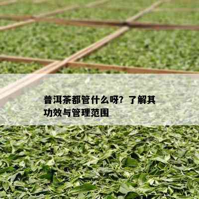 普洱茶都管什么呀？了解其功效与管理范围