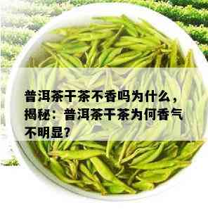 普洱茶干茶不香吗为什么，揭秘：普洱茶干茶为何香气不明显？