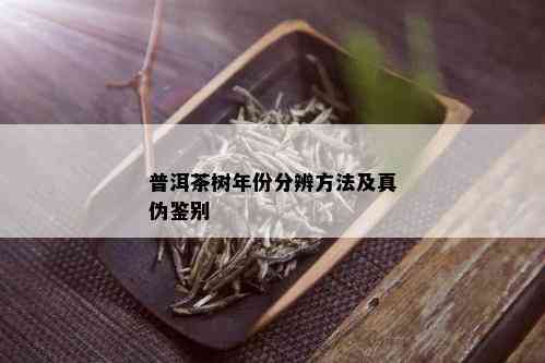 普洱茶树年份分辨方法及真伪鉴别