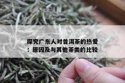 探究广东人对普洱茶的热爱：原因及与其他茶类的比较