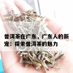 普洱茶在广东，广东人的新宠：探索普洱茶的魅力