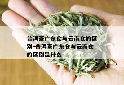 普洱茶广东仓与云南仓的区别-普洱茶广东仓与云南仓的区别是什么