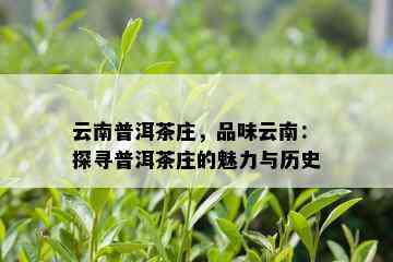 云南普洱茶庄，品味云南：探寻普洱茶庄的魅力与历史