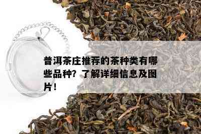 普洱茶庄推荐的茶种类有哪些品种？了解详细信息及图片！