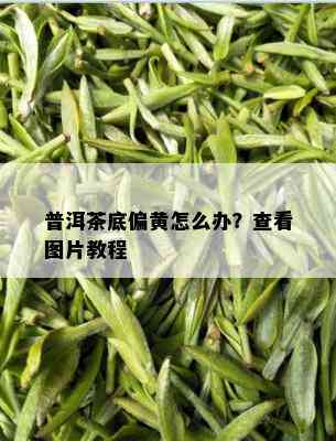 普洱茶底偏黄怎么办？查看图片教程