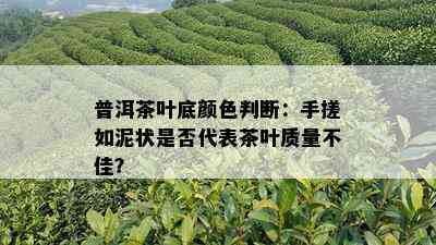 普洱茶叶底颜色判断：手搓如泥状是否代表茶叶质量不佳？