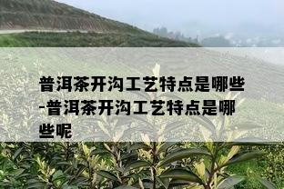 普洱茶开沟工艺特点是哪些-普洱茶开沟工艺特点是哪些呢