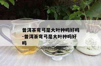 普洱茶弯弓是大叶种吗好吗-普洱茶弯弓是大叶种吗好吗