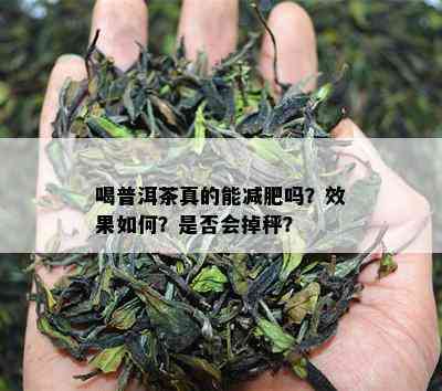 喝普洱茶真的能减肥吗？效果如何？是否会掉秤？