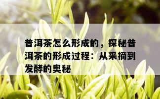 普洱茶怎么形成的，探秘普洱茶的形成过程：从采摘到发酵的奥秘