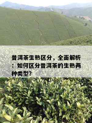 普洱茶生熟区分，全面解析：如何区分普洱茶的生熟两种类型？