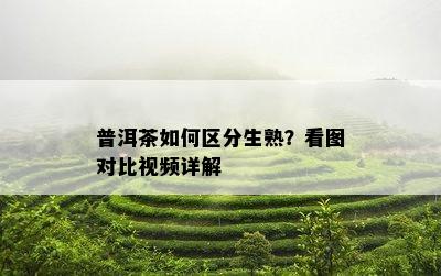 普洱茶如何区分生熟？看图对比视频详解