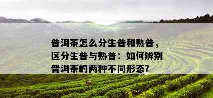 普洱茶怎么分生普和熟普，区分生普与熟普：如何辨别普洱茶的两种不同形态？