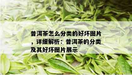 普洱茶怎么分类的好坏图片，详细解析：普洱茶的分类及其好坏图片展示