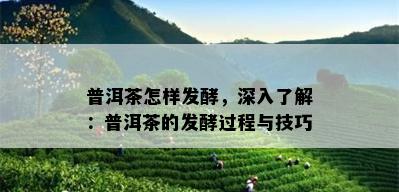 普洱茶怎样发酵，深入了解：普洱茶的发酵过程与技巧