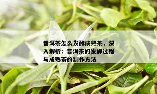 普洱茶怎么发酵成熟茶，深入解析：普洱茶的发酵过程与成熟茶的制作方法