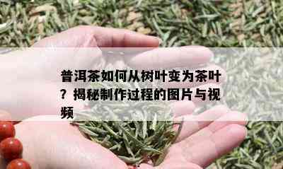 普洱茶如何从树叶变为茶叶？揭秘制作过程的图片与视频