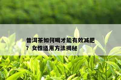 普洱茶如何喝才能有效减肥？女性适用方法揭秘