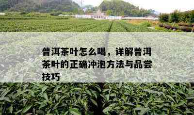 普洱茶叶怎么喝，详解普洱茶叶的正确冲泡方法与品尝技巧