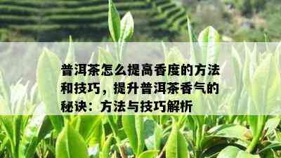 普洱茶怎么提高香度的方法和技巧，提升普洱茶香气的秘诀：方法与技巧解析