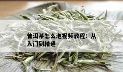 普洱茶怎么泡视频教程：从入门到精通