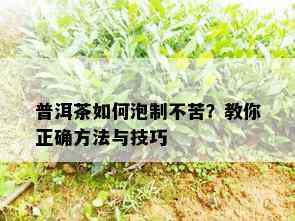 普洱茶如何泡制不苦？教你正确方法与技巧