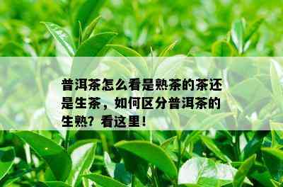 普洱茶怎么看是熟茶的茶还是生茶，如何区分普洱茶的生熟？看这里！