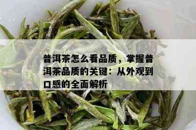 普洱茶怎么看品质，掌握普洱茶品质的关键：从外观到口感的全面解析