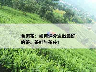 普洱茶：如何评分选出更好的茶、茶叶与茶庄？